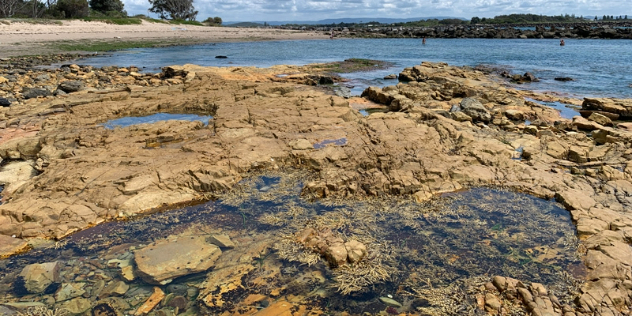  Flat rocks dotted with small pools growing sea plants, leading to a sandy beach along a lake. 