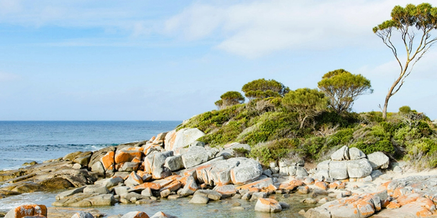 Green grasses and a few small bonsai-like trees grow from a rocky outcrop by the sea.