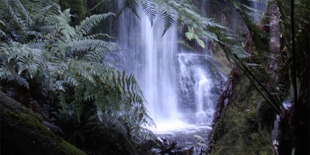 view through rainforest ferns of small, fast flowing waterfall