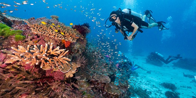  A scuba diver drifts over a colourful coral reef surrounded by small fish. 