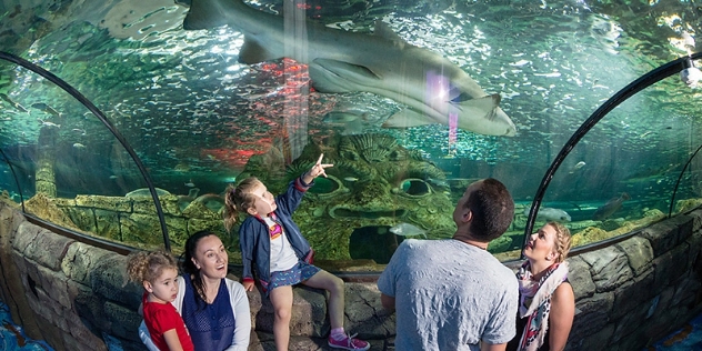 family walking through observation tunnel look up at shark