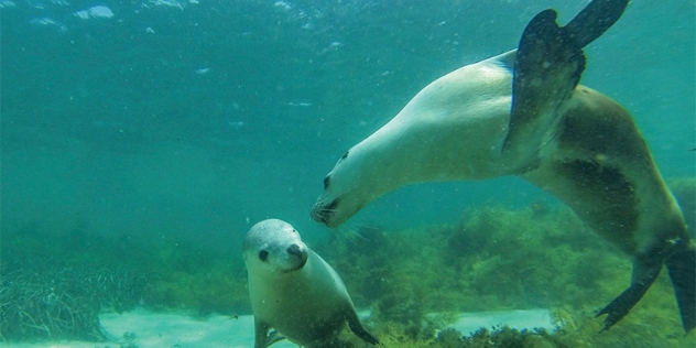 sea lions under water 