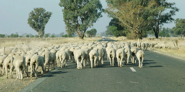 A large herd of sheep gather on a country road running past treed pastures. 