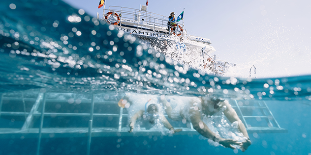 Snorkeling the Great barrier Reef