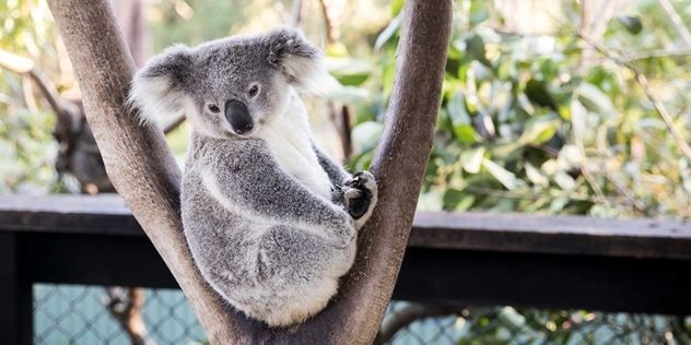 close up of koala in a tree looking down