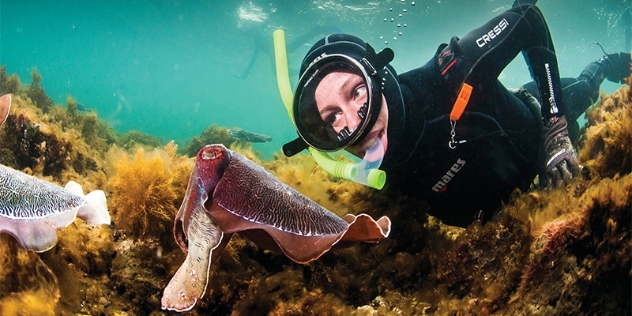 underwater image of snorkelling with cuttlefish at Stony Point SA