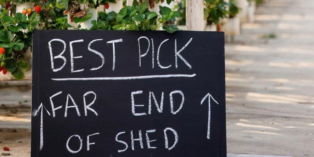 A blackboard sign saying ‘Best pick, far end of the shed’ is leaned up against a disappearing row of white poles, with strawberry plants growing up them. 