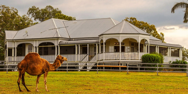 A camel in a paddock in front of a large white Queenslander-style house with a veranda and gazebo around it.