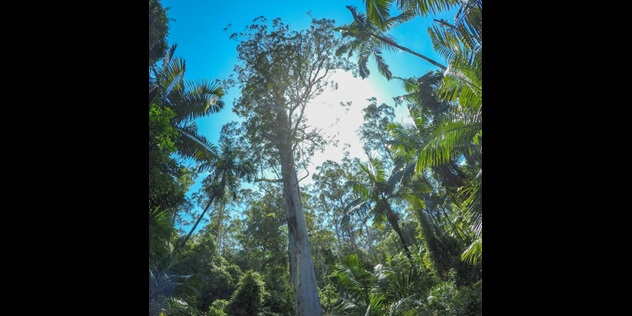  A tall tree with a nearly white trunk, rising up in a sunny rainforest clearing, surrounded by palm trees and foliage.