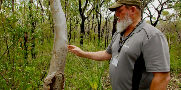  A bearded man on a forest path, standing next to a tree with wavy lines cut into it, leading a tour of Aboriginal sites.