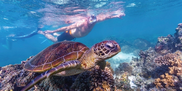 underwater close up of a turtle on the reef bed with a man snorkelling above