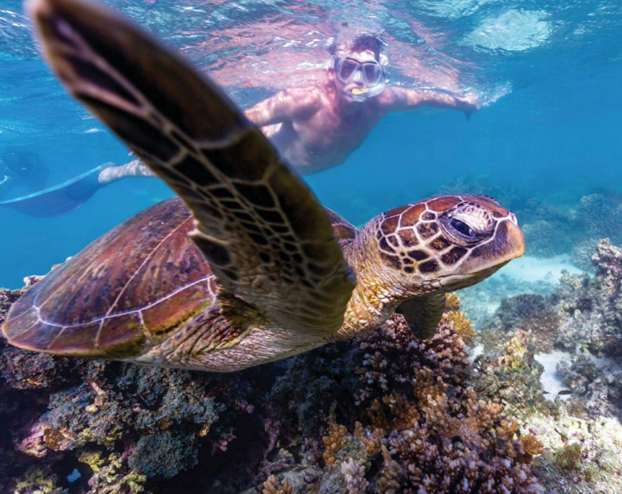 turtle-at-turquoise-bay-wa-900x715 Slide 1