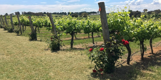 Rows of green, sunlit grapevines in a field framed by trees