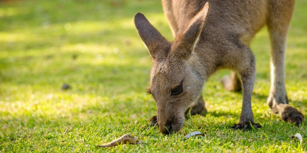 Close up of a kangaroo leaning down to nibble grass.