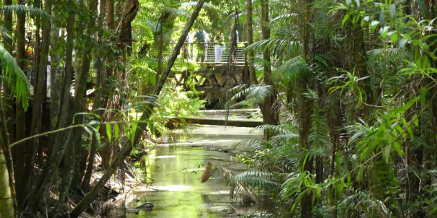  A walking bridge over a creek flowing through a dense rainforest surrounded by palms and ferns.