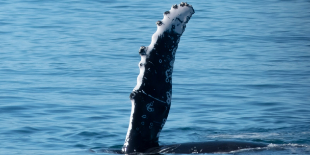  A humpback whale's side fin raised above the waterline. 