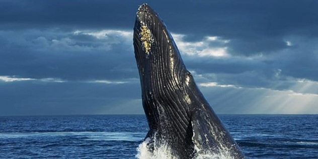 A dark grey humpback whale's head breaks out of dark blue water, behind it is only the ocean horizon against dark clouds, a few rays of light breaking through.