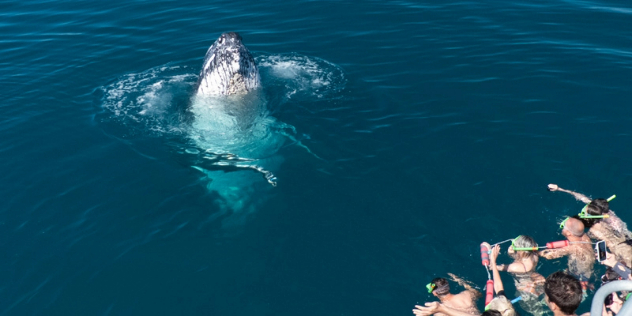  A humpback whale poking its head out of the water near a group of snorkelers.