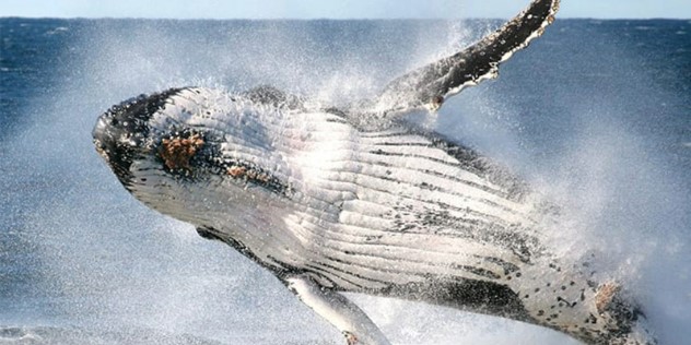 A humpback whale captured jumping in mid-air, fins out as it rolls over to reveal its white stomach, lined with black, against a hazy white water spray and dark blue ocean water.