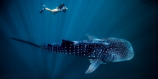  A whale shark dwarfs a diver above it as it swims past in dark blue water lit by shafts of sunlight.