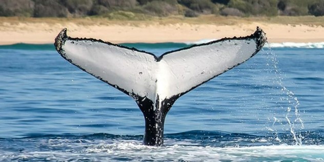 A single, large humpback whale tale above the surface of the water, it is mostly white, and lined around the edges with black. Behind the tail, the water leads to a sunny, sandy shoreline.