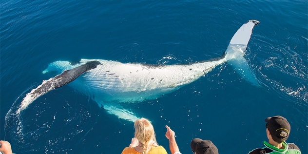 people look down through clear water at a whale turning just beneath the surface 