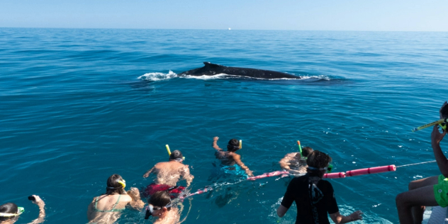  A snorkeling group swims near a boat as a humpback whale crests the surface a dozen metres away.