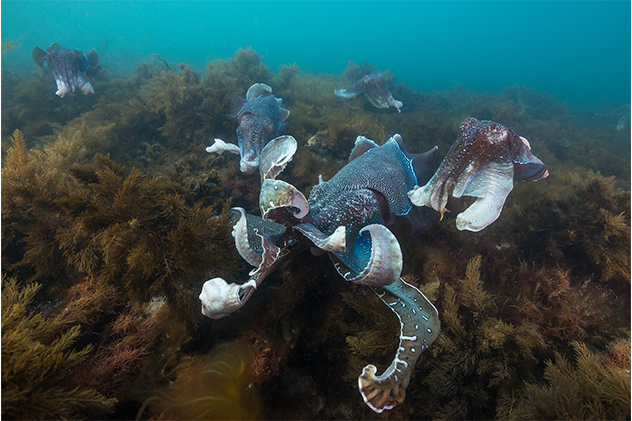 Cuttlefish Eyre Peninsula