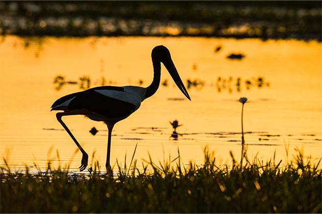 Jabiru in Kakadu