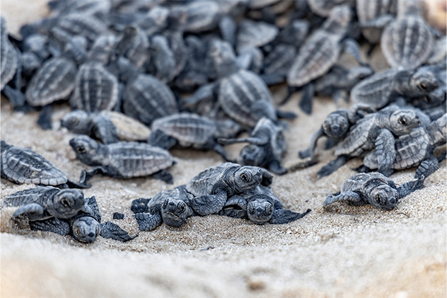 Loggerhead turtle hatchlings