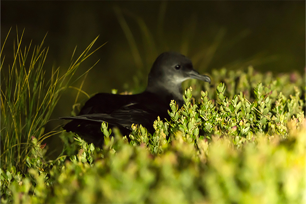 Mutton Bird