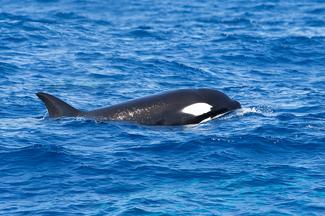 Orca Bremer Bay