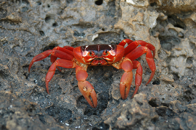 Red crab Christmas Island