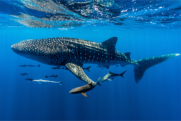 Whale shark Ningaloo reef