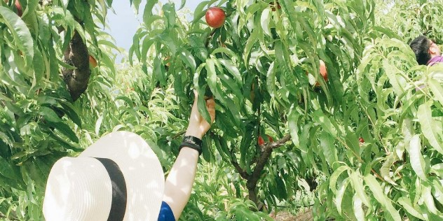 A woman in a tan sunhat with long dark hair reaches up to a pick a persimmon fruit from a tree branch on a sunny day.