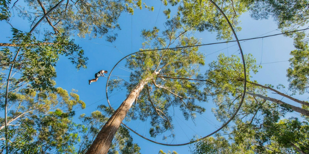  A view from the ground directly up at a man going along a zipline that curves around tall trees above. 