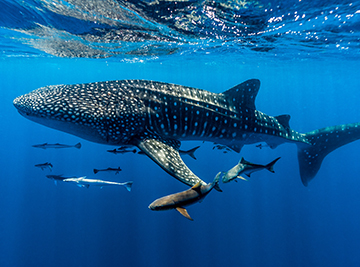 Whale shark Ningaloo Reef, WA