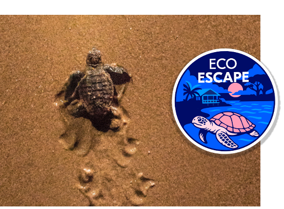 Eco Escape