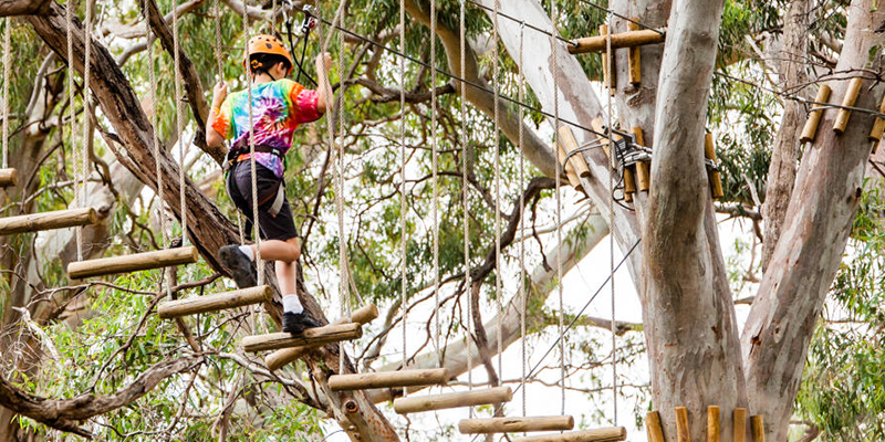 Adelaide tree climb