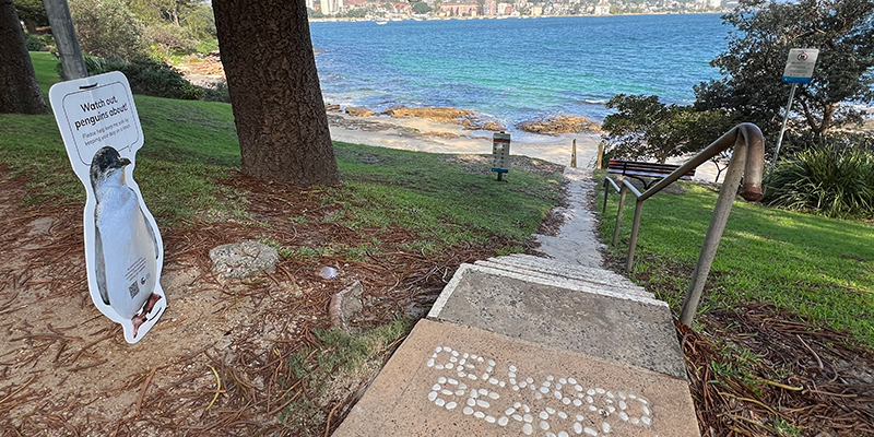 A string of beaches lead to Manly Wharf. Photo © Briar Jensen.