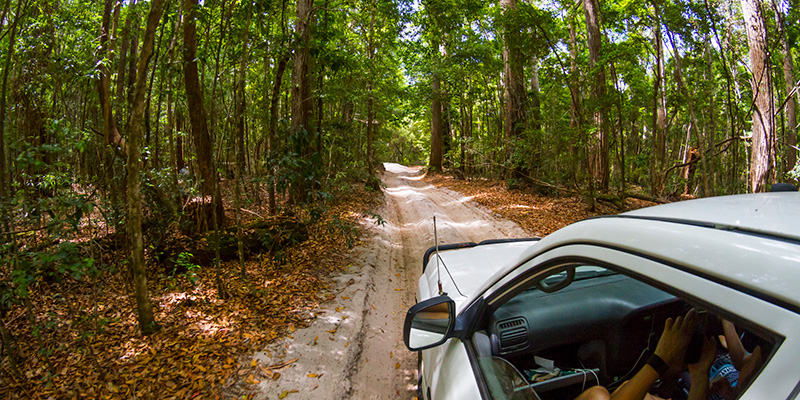 4WD off road in forested area