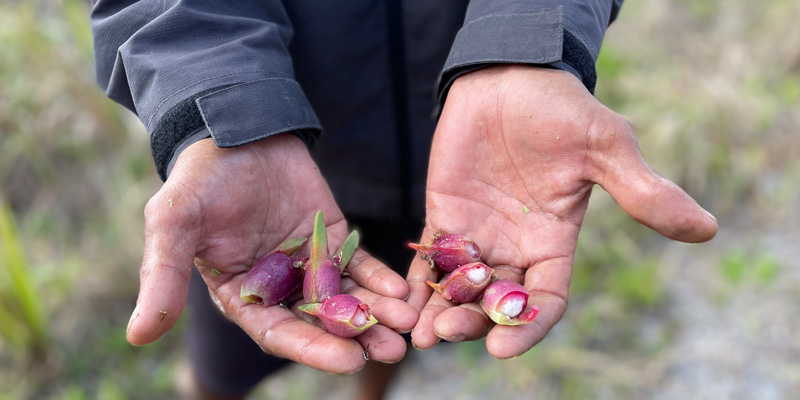 Edible fruit from the pigface plant