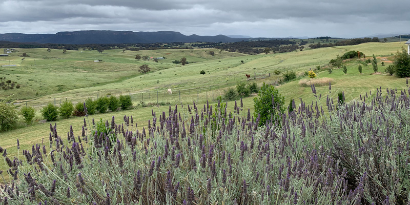 lavender field at hartley