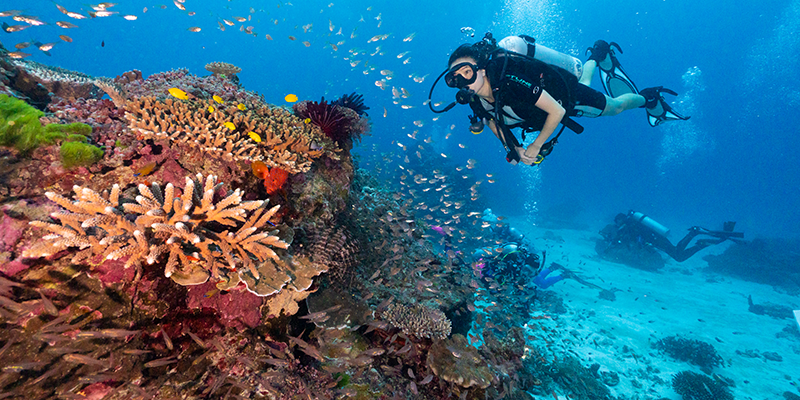 Diving the Great Barrier Reef