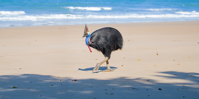 A wild cassowary