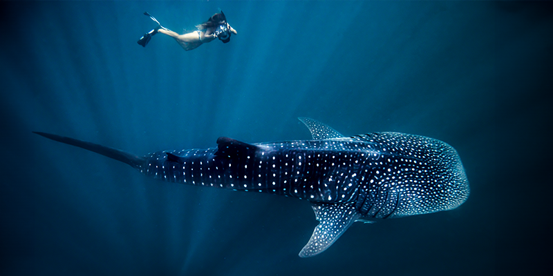 Swimming with whale sharks.