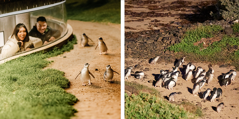 Penguin Parade at Phillip Island.