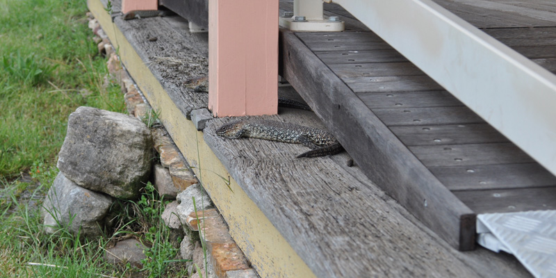 lizard perching on wood at old trahlee