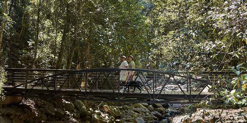 Springbrook National Park. Credit: Tourism and Events Queensland