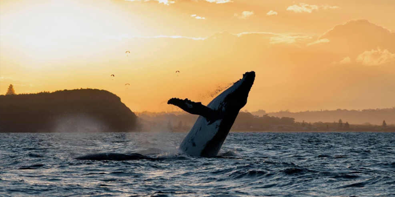 Byron Bay Whale Watching